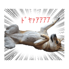 [LINEスタンプ] しんせい不動産看板犬 もみじスタンプ