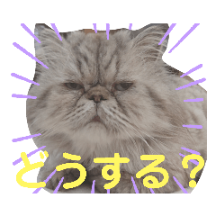 [LINEスタンプ] タヌキ猫とねずみ2