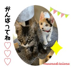 [LINEスタンプ] 可愛い2匹❤️