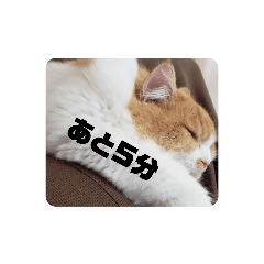 [LINEスタンプ] まろん猫cat生活スタンプ1