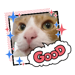 [LINEスタンプ] こてもん