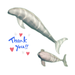 [LINEスタンプ] Go！ Finless porpoise スナメリ by DRONE