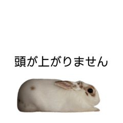 [LINEスタンプ] うさぎぼーちゃんの毎日使える敬語スタンプ