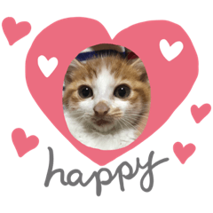[LINEスタンプ] 茶トラのこたろー