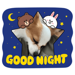 [LINEスタンプ] パピヨンのぴのちゃんのスタンプ7♡