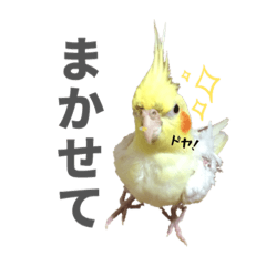 [LINEスタンプ] オカメインコのボケちゃん