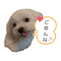 [LINEスタンプ] うちのマルが好きすぎる