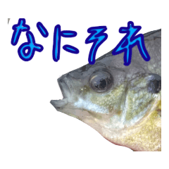 [LINEスタンプ] シュールなお魚スタンプお得用セット