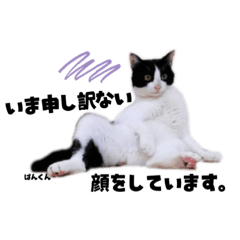 [LINEスタンプ] むし子んちの保護猫ことちゃんとばんくん