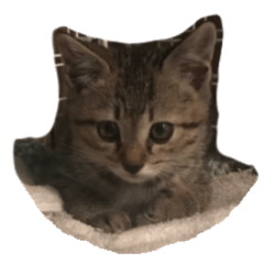 [LINEスタンプ] かぎしっぽネコのゆず