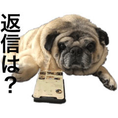 [LINEスタンプ] かわいい パグ犬 スタンプの画像（メイン）