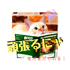 [LINEスタンプ] 笹かま猫のハク2