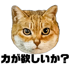 [LINEスタンプ] 日常会話で使える！！猫語スタンプ1