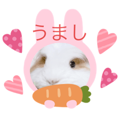 [LINEスタンプ] モルモットの心愛2