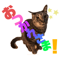[LINEスタンプ] みんな大好き♡かつおくん