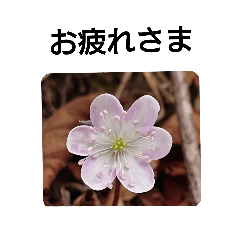 [LINEスタンプ] お花たちの会話