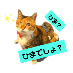 [LINEスタンプ] 【猫のまつりちゃん】わがまままつりちゃん