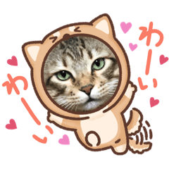 [LINEスタンプ] 小虎3