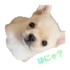 [LINEスタンプ] ポメブルの雪吉