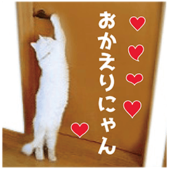 [LINEスタンプ] ねこ写真スタンプ！白ネコ からまる 2