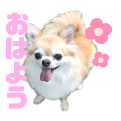 [LINEスタンプ] ♡可愛すぎるショコラさん♡