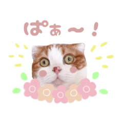 [LINEスタンプ] きなこのスタンプ❺