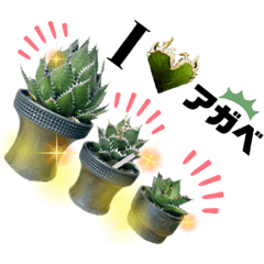 [LINEスタンプ] AGAVE LOVERのためのアガベスタンプ