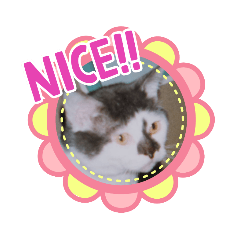 [LINEスタンプ] うちのたーちゃん＋