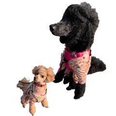 [LINEスタンプ] かわいい犬のサリーとライアン