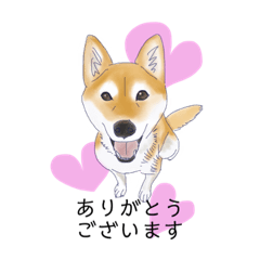 [LINEスタンプ] 柴犬はるのすけスタンプ