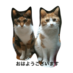 [LINEスタンプ] 茶々丸、マル、ときどきキキ