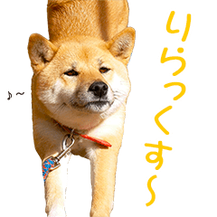 [LINEスタンプ] 柴犬ゆげの日常 2