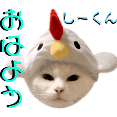 [LINEスタンプ] ねねこ♡⑫実写猫…色々ニャンコの顔だけ〜
