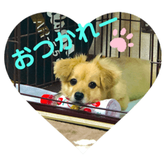 [LINEスタンプ] クウタ・スタンプ
