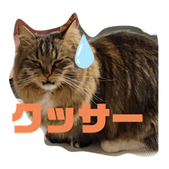 [LINEスタンプ] 短足マンチカンのクリスタちゃん♀1