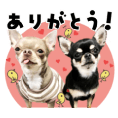 [LINEスタンプ] チワワのラック♫