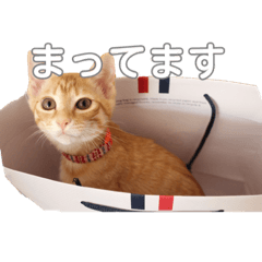 [LINEスタンプ] 日常茶トラスタンプ