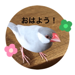 [LINEスタンプ] シルバー文鳥 銀ちゃん