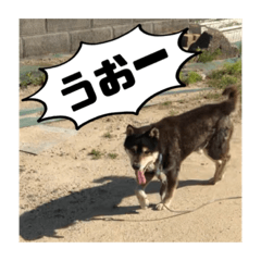 [LINEスタンプ] ゴマの日常3＋愉快な仲間たち