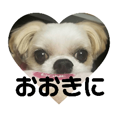 [LINEスタンプ] 新月ちゃん関西弁ver