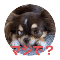 [LINEスタンプ] イヌ三昧ver5