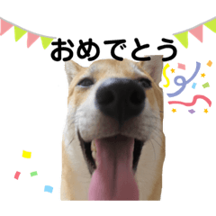 [LINEスタンプ] 柴犬ふくvol.③