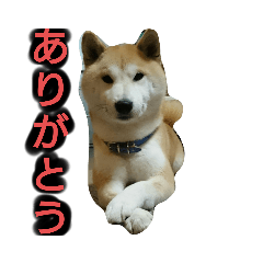 [LINEスタンプ] 柴犬 ☆ 龍