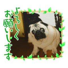 [LINEスタンプ] うちのわんこラブ