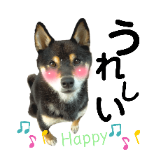 [LINEスタンプ] 柴犬 黒柴きのこの日常6 毎日使える編Ⅱ