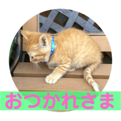 [LINEスタンプ] まろんちゃんとくるみちゃんと琥珀3