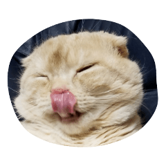 [LINEスタンプ] コナの毎日