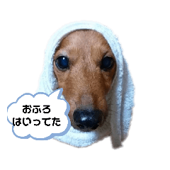 [LINEスタンプ] 愉快なここあ