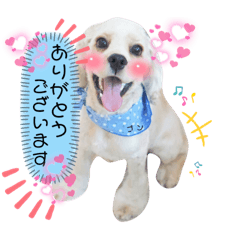 [LINEスタンプ] ゴンちゃんの万能スタンプ①