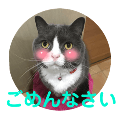 [LINEスタンプ] 犬猫三昧➓